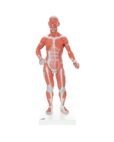 1/3 Life-Size Muscle Figure, 2-part